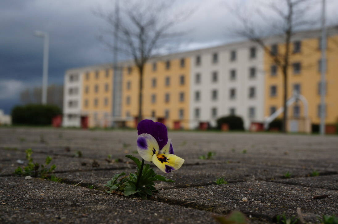 AB Haus mit Stiefmütterchen im Vordergrund