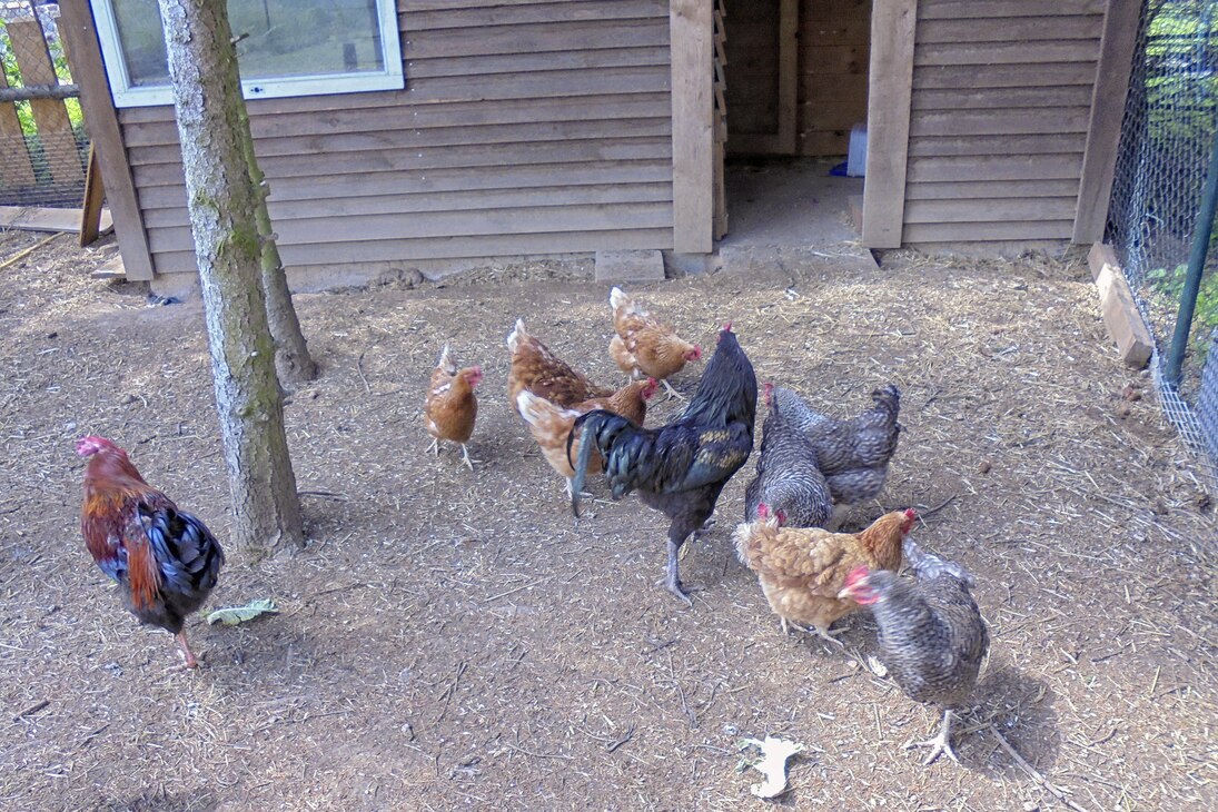 Unsere Hühner vom Stall