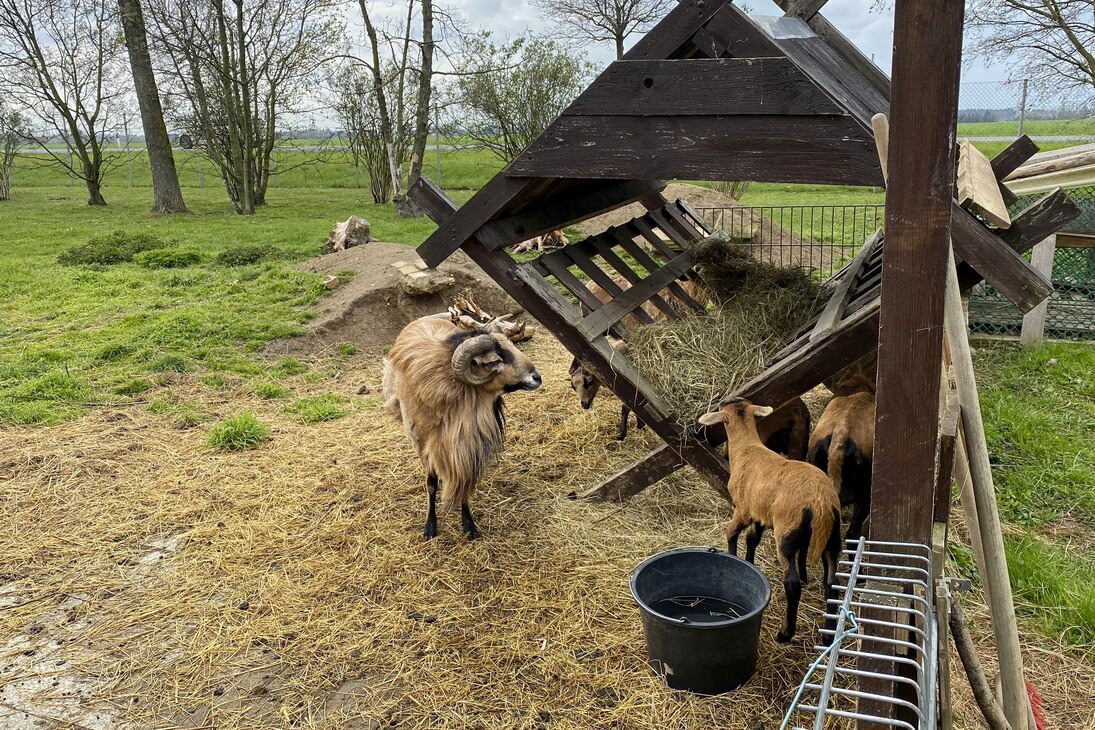 Bild zeigt Futterstelle der Schafe