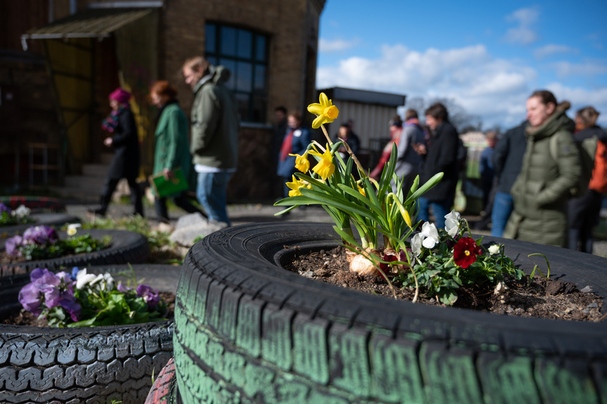 Blühende Blume in Reifen vor der Alten Spinnerei Grimma